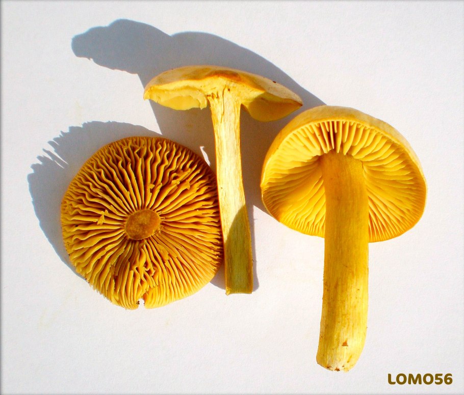 Рядовка серная Tricholoma Sulphureum