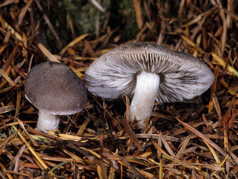 Рядовка мыльная Tricholoma saponaceum