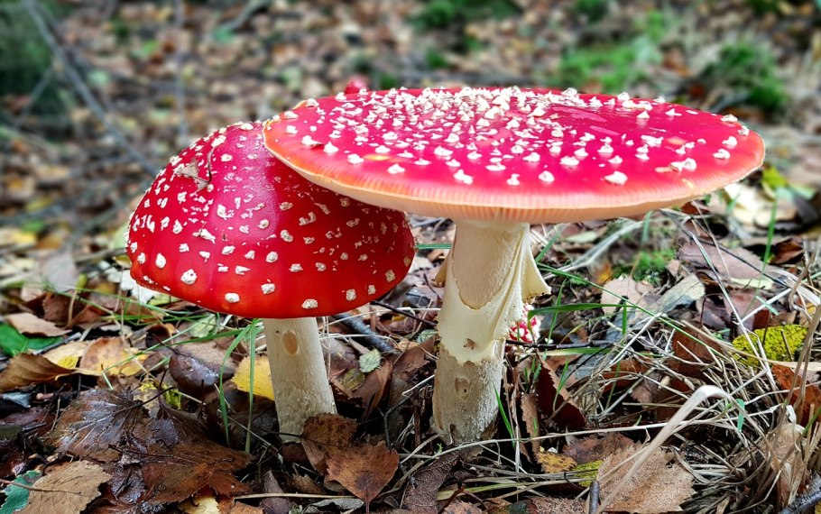 Мухомор Amanita muscaria