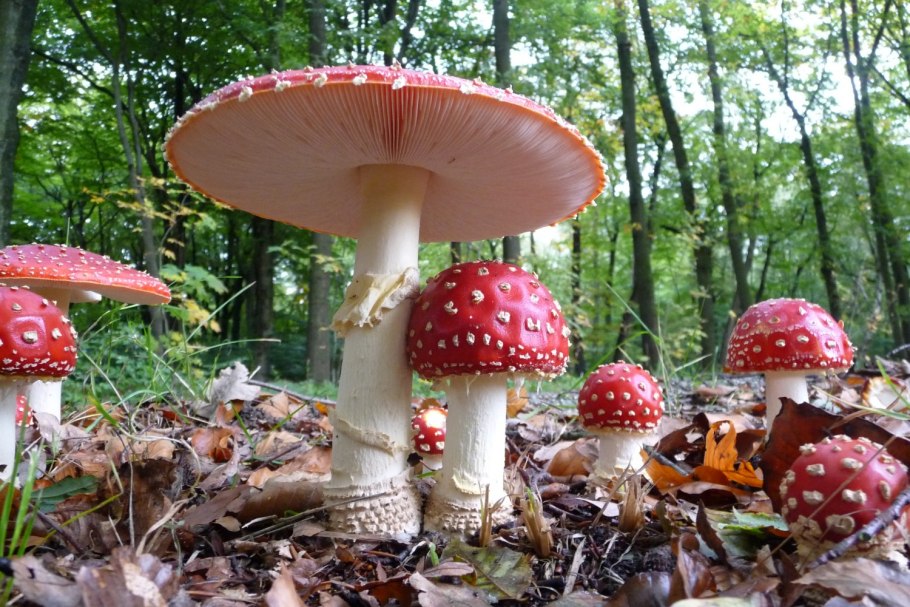 Грибы Аманита Мускария