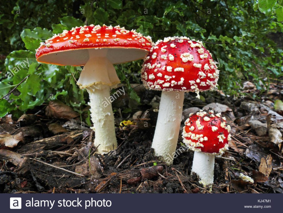 Гриб Amanita muscaria