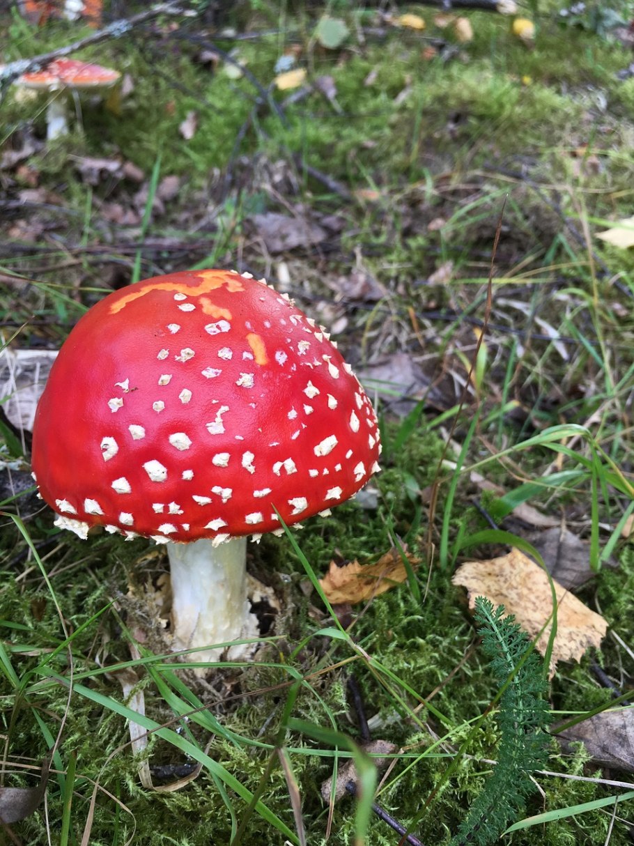 Toadstool цвет
