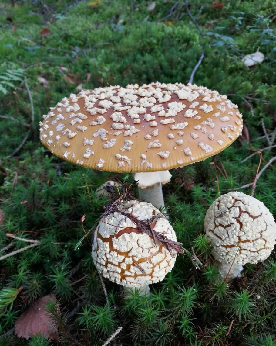 Королевский мухомор и пантерный