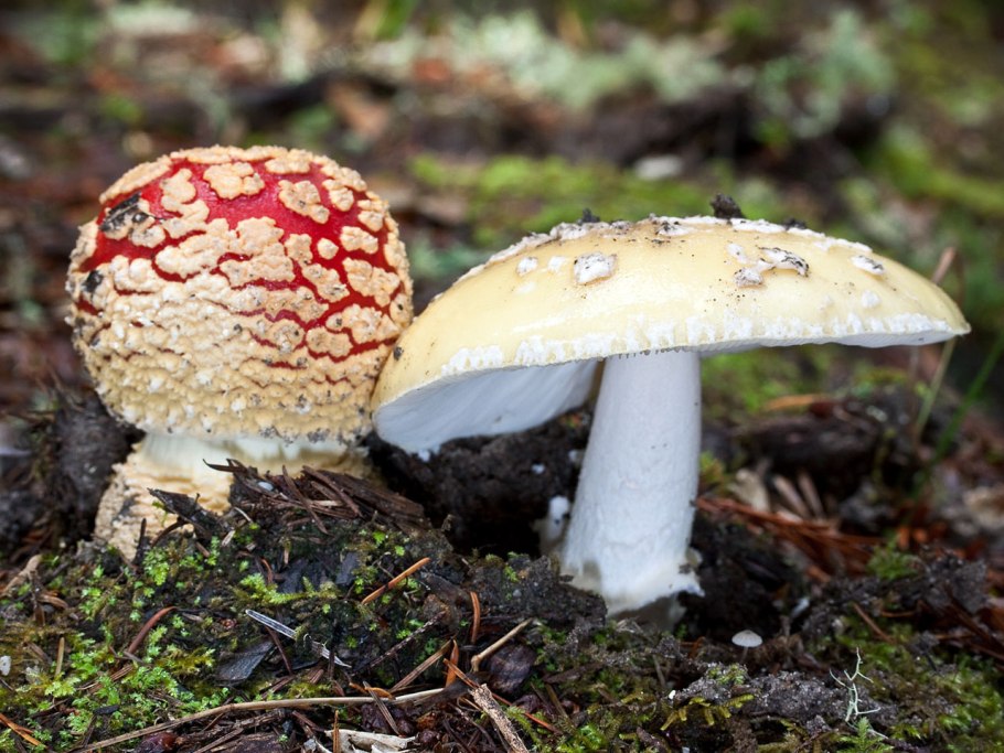 Грибы вида Amanita muscaria