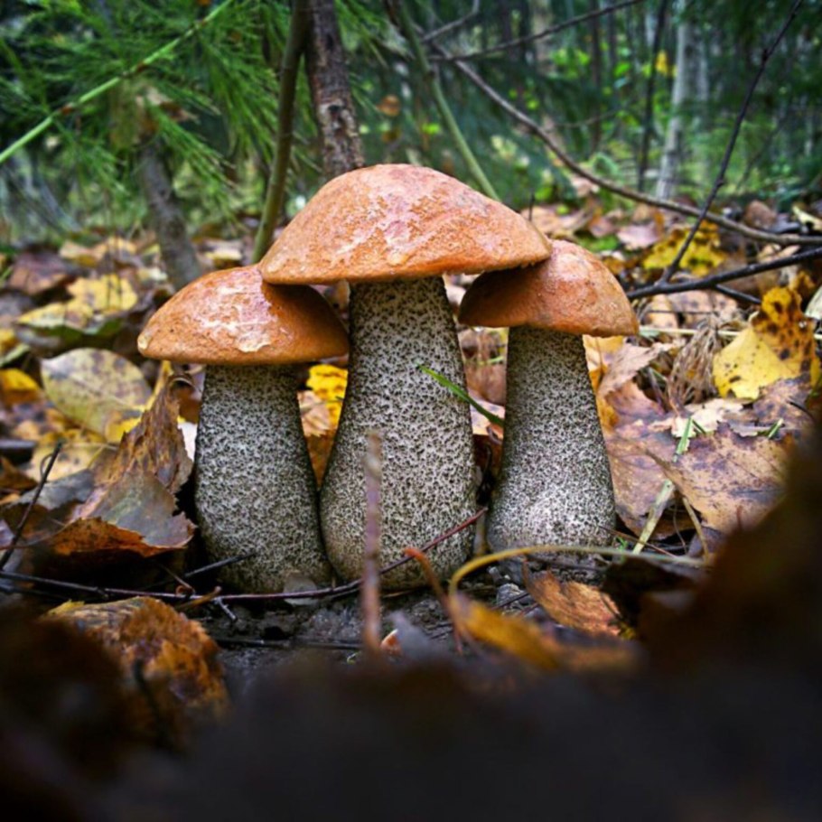 Мицелий подосиновик (60мл)