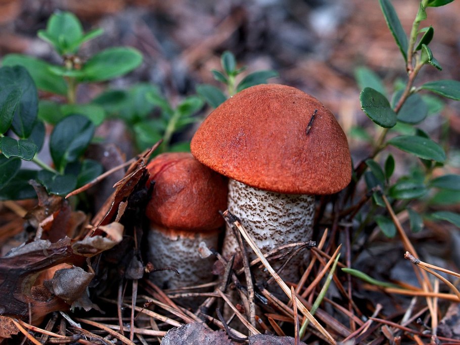 Подосиновик гриб