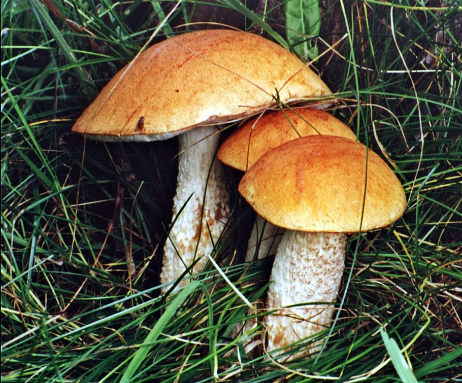 Боровик пороспоровый