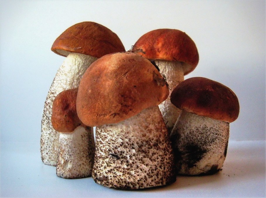 Сушёные красноголовики