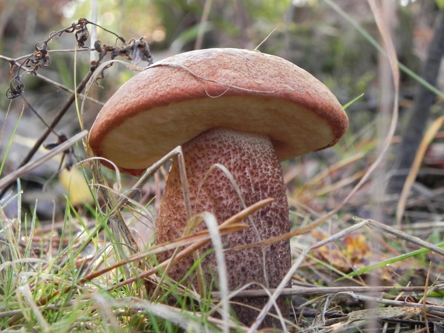 Подосиновик дубовый, Leccinum quercinum