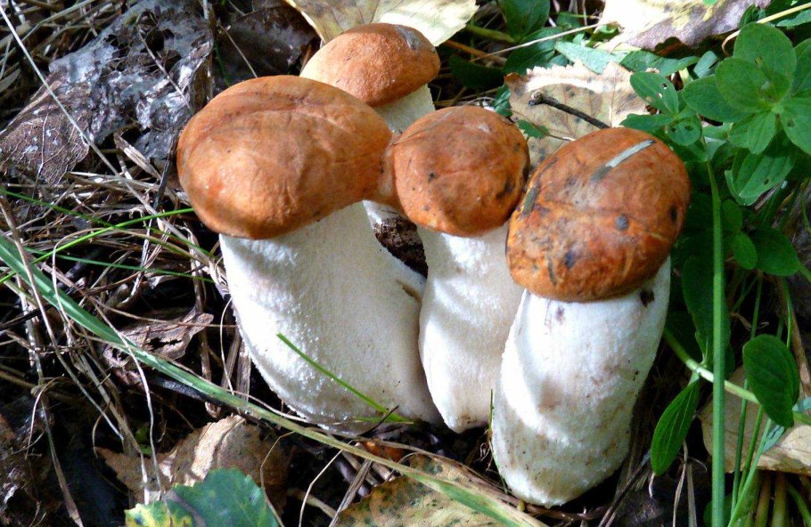 Подосиновик красный (Leccinum aurantiacum)