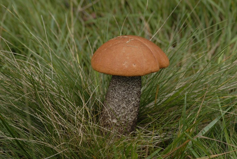 Мурманск грибы подосиновики