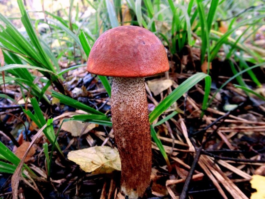 Красноголовики и подосиновики