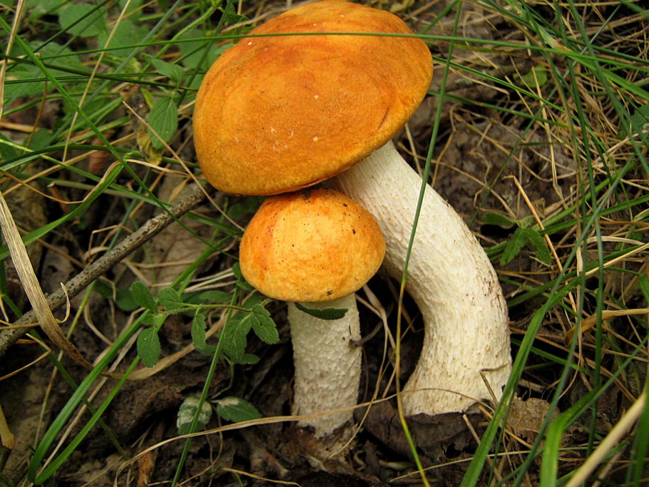 Красноголовый подосиновик