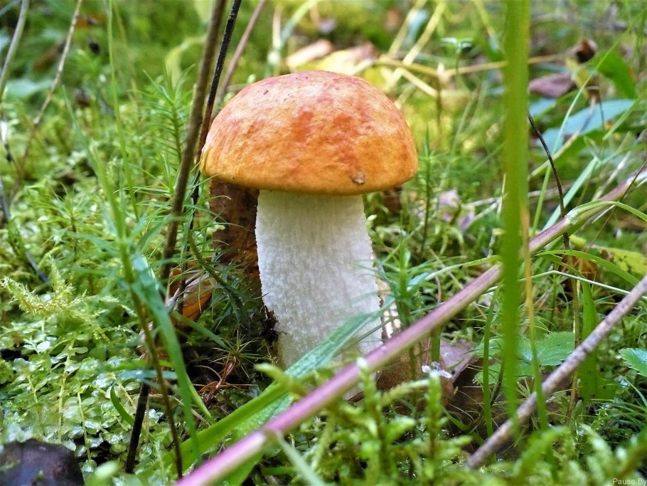 Красноголовики грибы