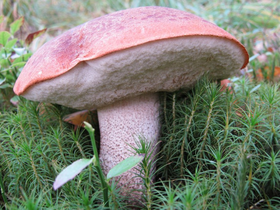 Подосиновик красный (Leccinum aurantiacum)