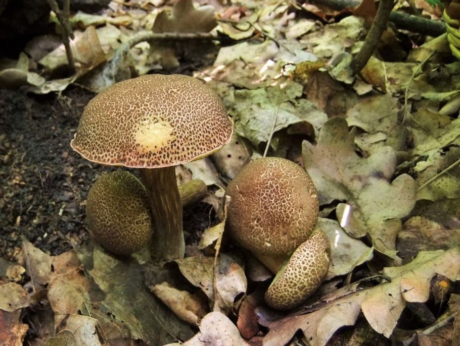 Моховик гриб съедобный