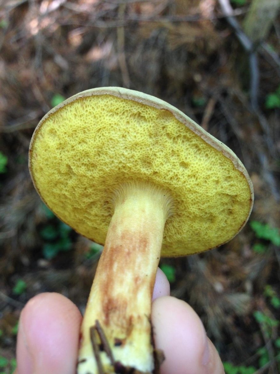 Моховик коричневый (Boletus ferrugineus)