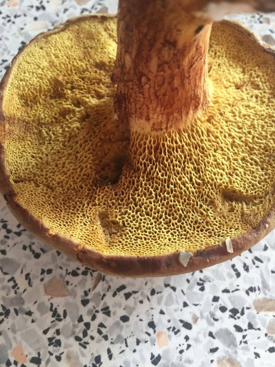 Моховик желто-бурый