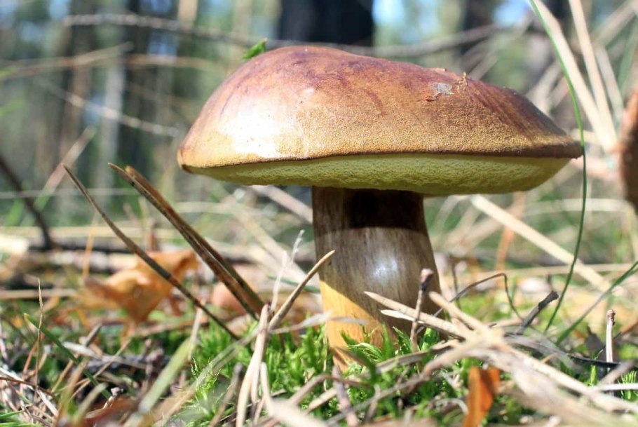 Моховик зеленый Boletus subtomentosus