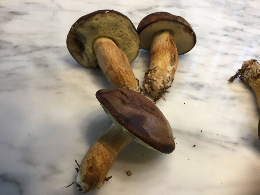 Каштановый моховик гриб