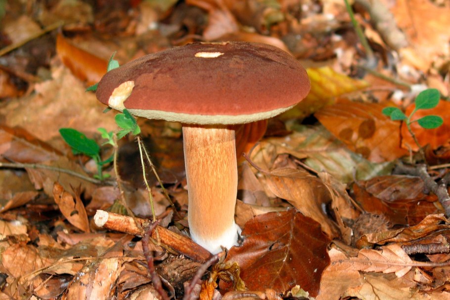 Моховик ржавчинный