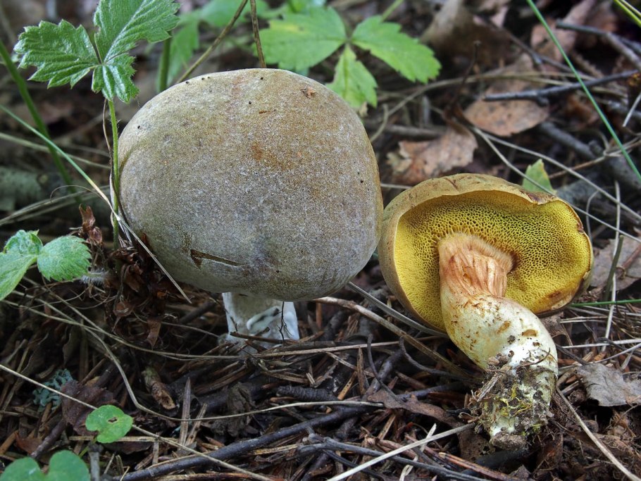 Болетовые моховик