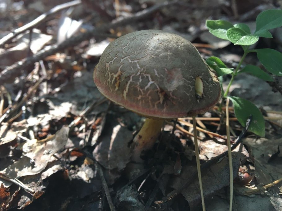 Моховик ржавчинный