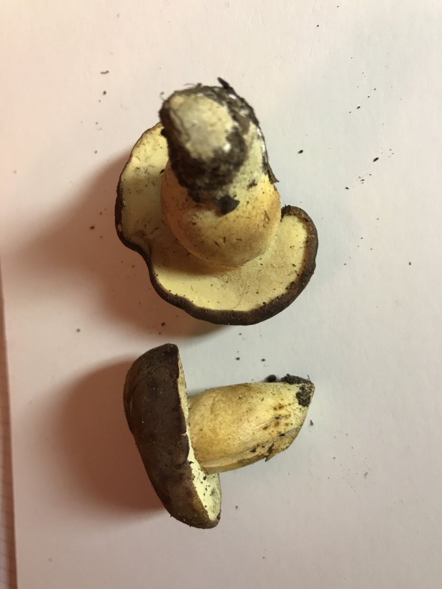 Моховик бархатный гриб