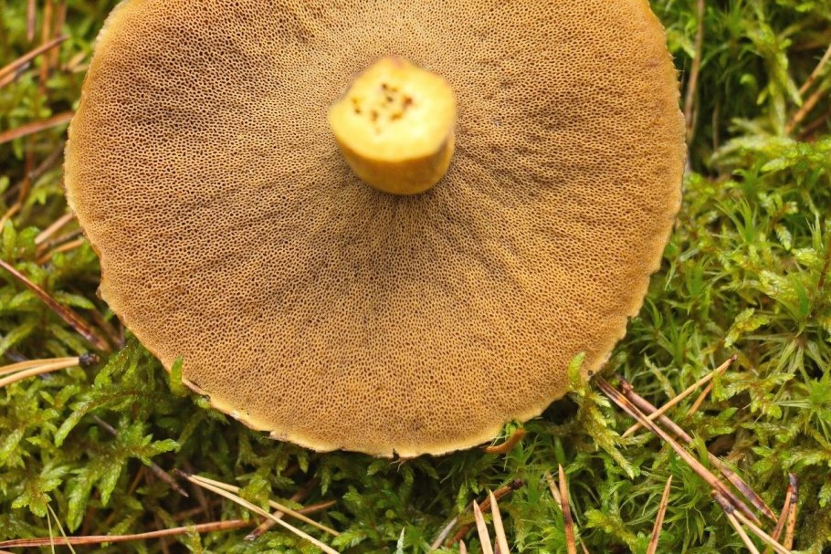 Моховик коричневый (Boletus ferrugineus)