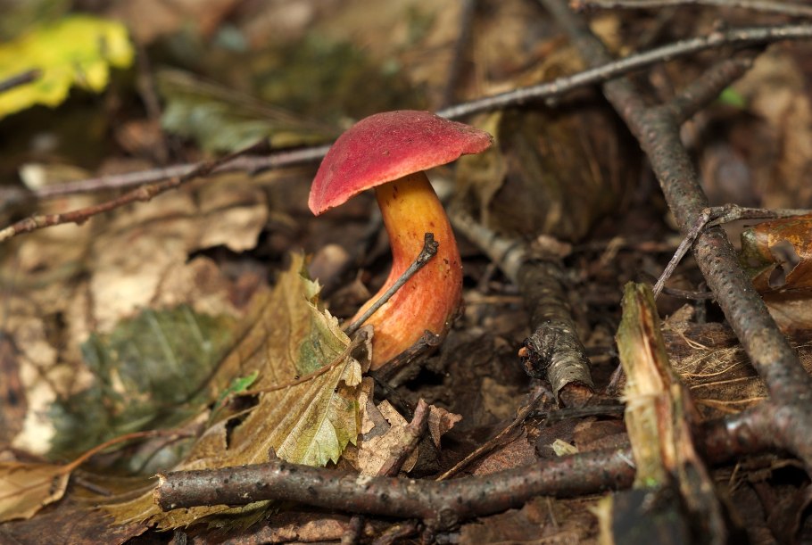 Моховик красный xerocomus rubellus