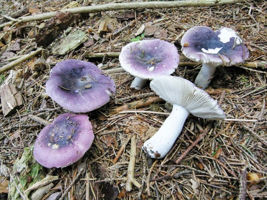 Russula azurea