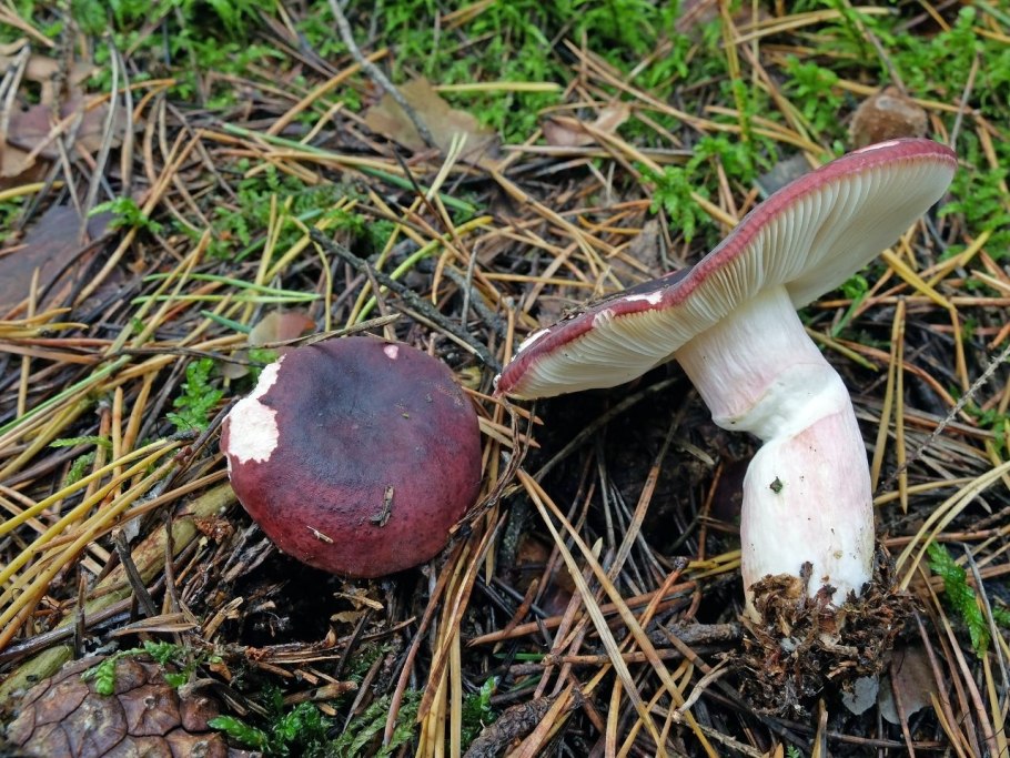 Russula xerampelina