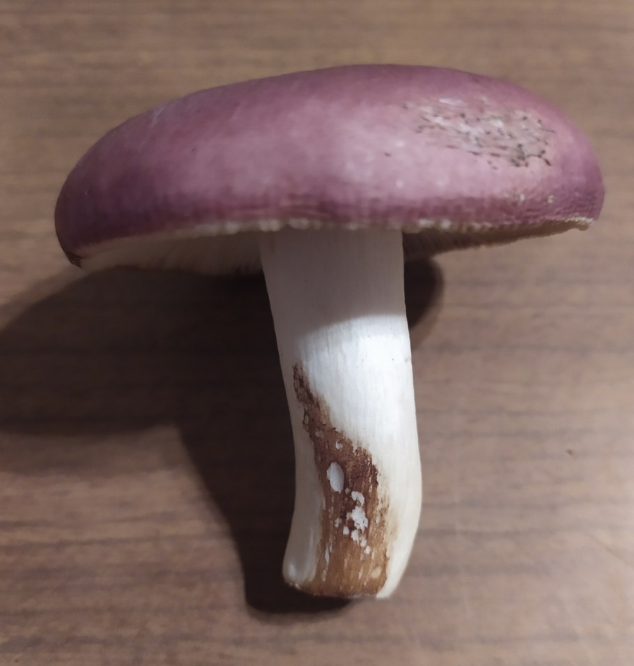 Russula subnigricans