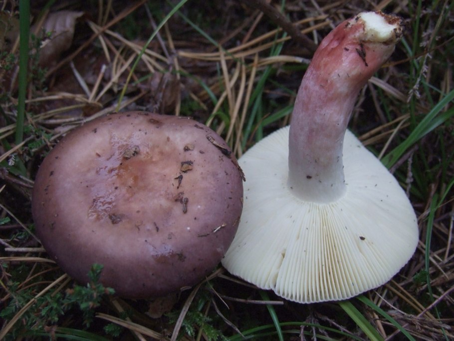 Сыроежка турецкая (Russula Turci)