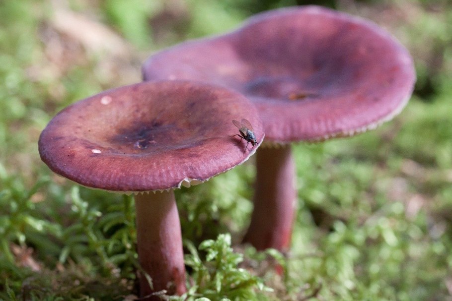 Russula griseascens