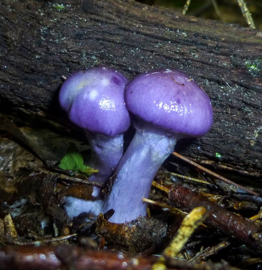 Сыроежка сардониксовая Russula Sardonia