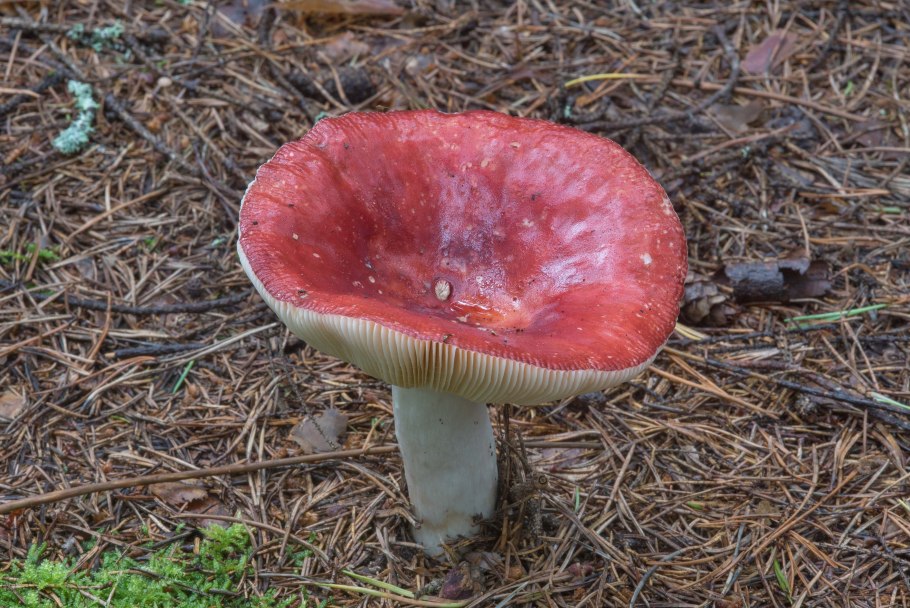 Сыроежка Болотная Russula paludosa
