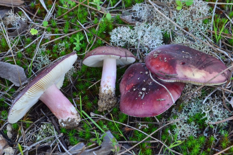 Сыроежка сардониксовая Russula Sardonia
