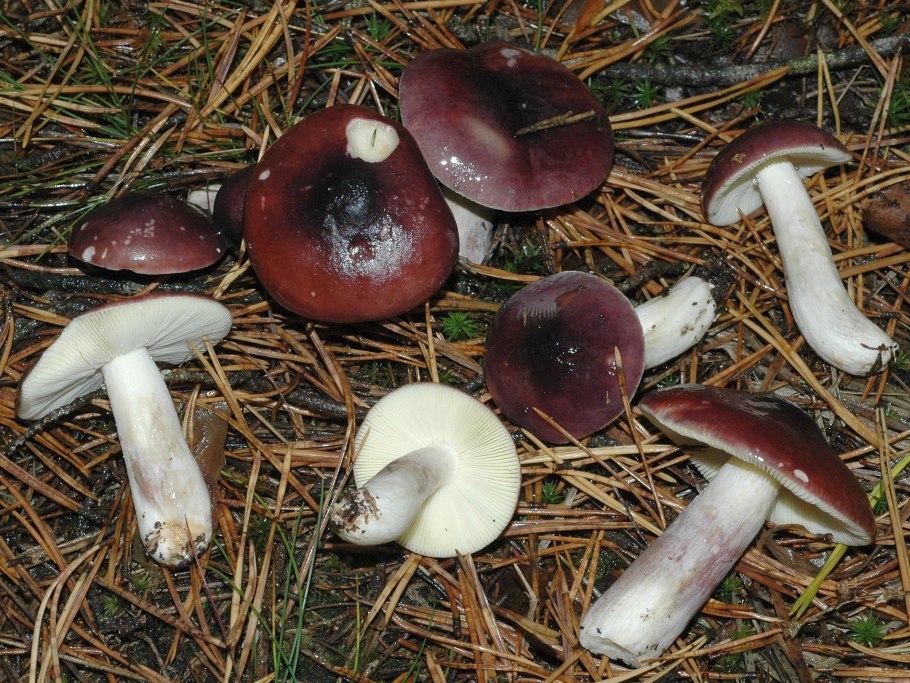 Сыроежка сардониксовая Russula Sardonia