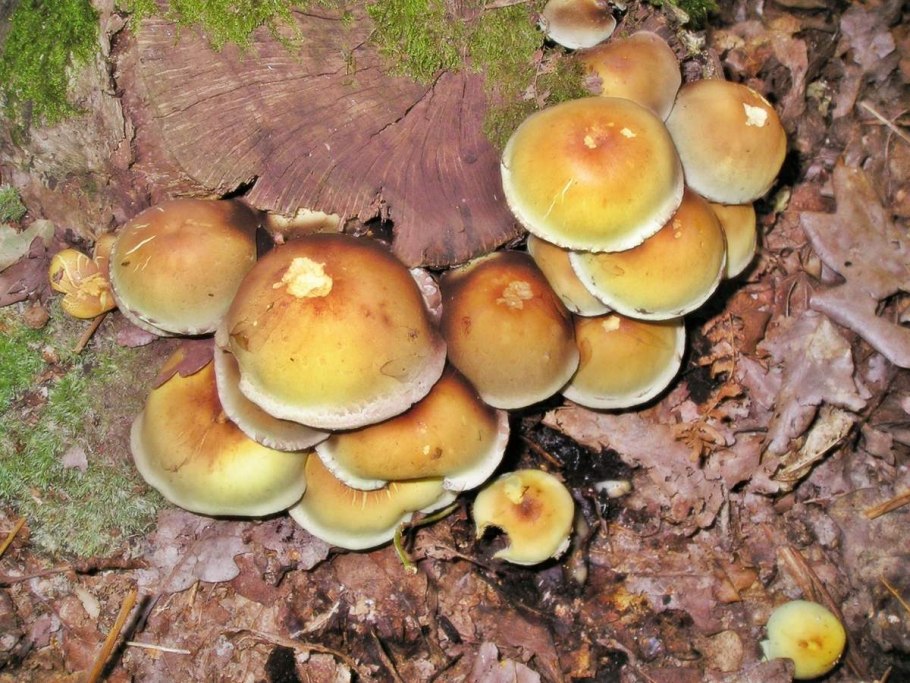 Ложноопёнок серно-жёлтый гриб
