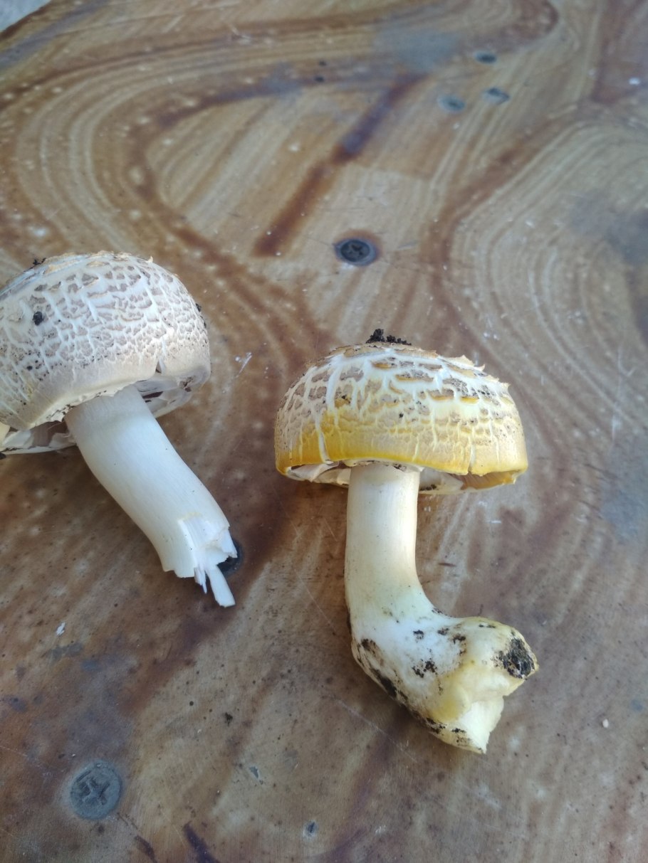 Большой желтый гриб