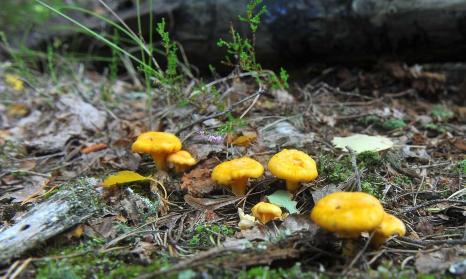 Грибы лисички Поляна