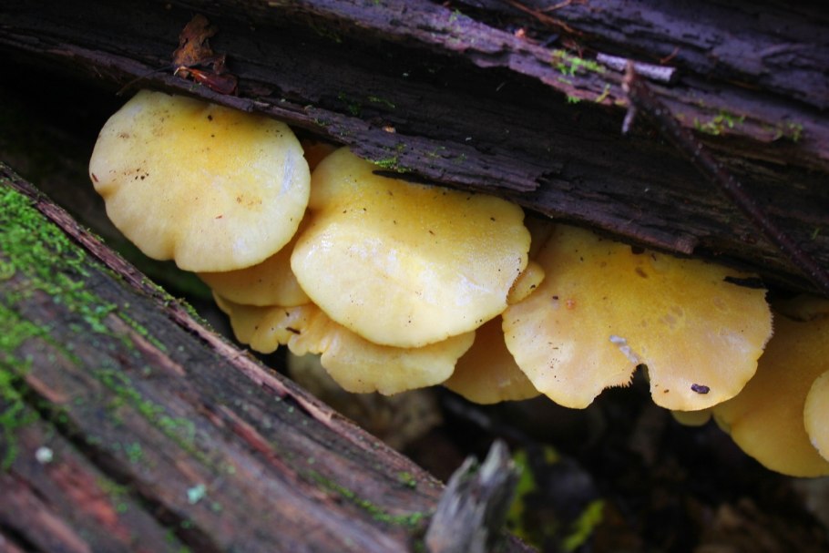 Вёшенка лимонная (pleurotus citrinopileatus)