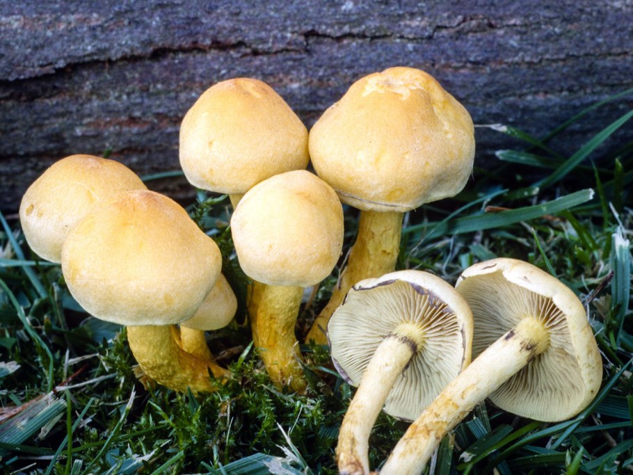 Ложноопёнок серно-жёлтый