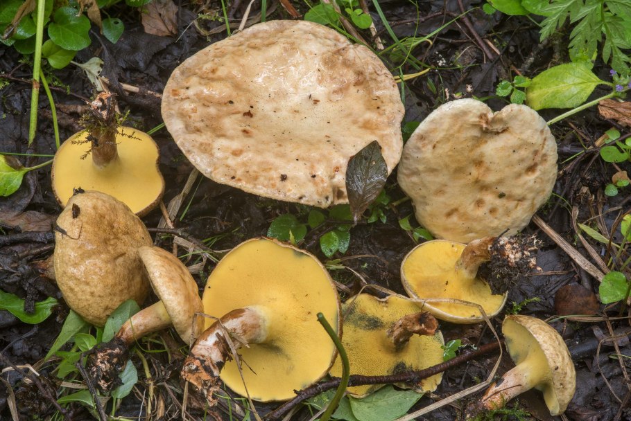 Съедобные грибы Лисичка Краснодарского края