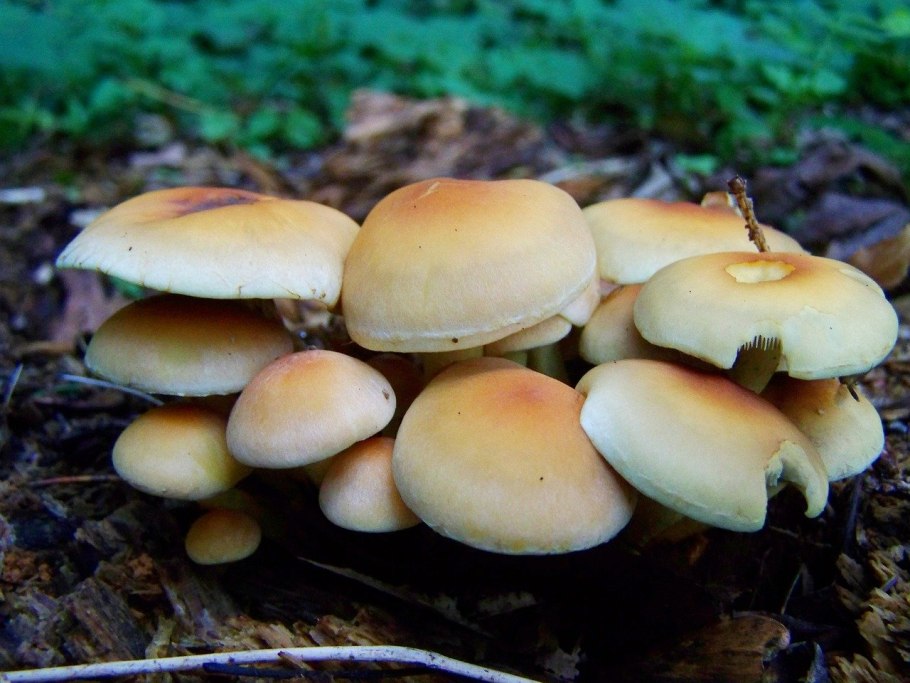 Съедобные грибы фото и название в Татарстане