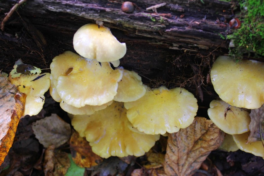 Жёлтые грибы семейкой