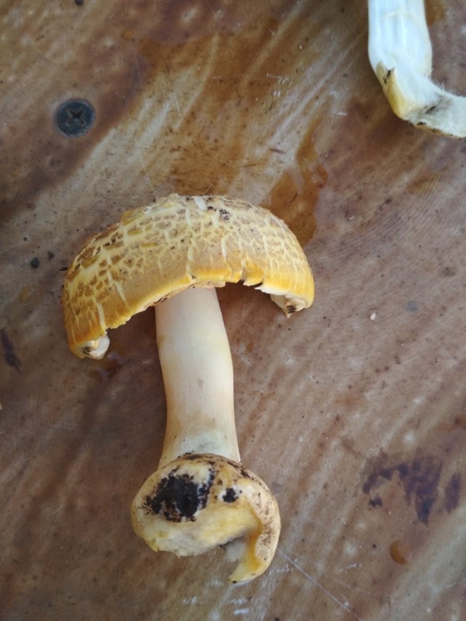 Вешенка ильмак