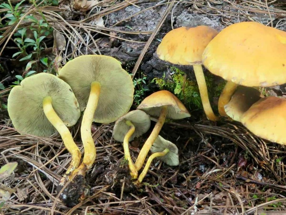 Гриб Ложноопенок серно-желтый