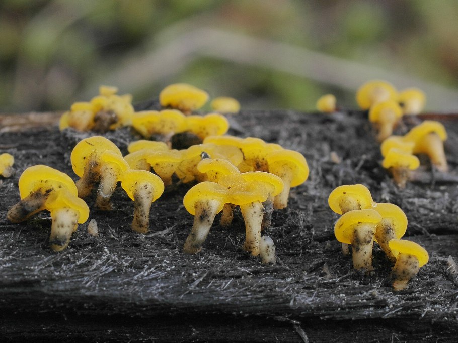 Желтый гриб Фунгус